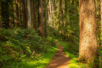 Green Forest path