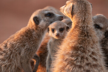 Innocent meerkat in a conference of adults