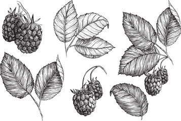 Vector raspberry set isolated on white background. Raspberries fruits, raspberry leaves and twigs, sketch style clipart set. Retro sketch style vector eco food illustration