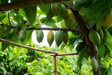 Cacao fruit pods hang on Cacao tree at farm,Theobroma cacao.