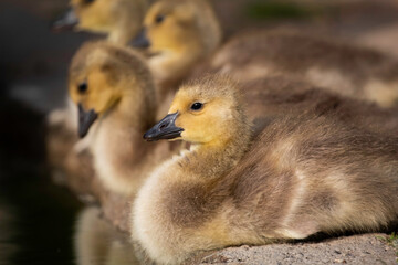 A little Canadian Goose Gosling on a ponds shoreline