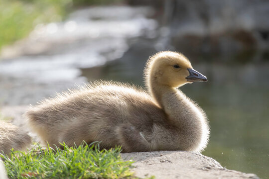 A little Canadian Goose Gosling on a ponds shoreline