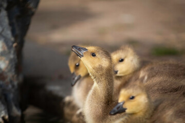 A little Canadian Goose Gosling on a ponds shoreline