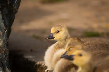 A little Canadian Goose Gosling on a ponds shoreline