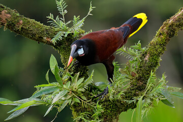 Montezuma Oropendola