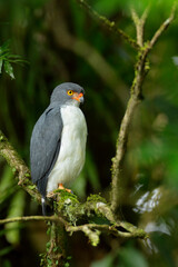 Semiplumbeous Hawk