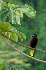 Montezuma Oropendola