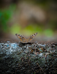 Fluttering Beauty: Capturing the Elegance of Butterflies #butterfly #nature #beautyful #nature