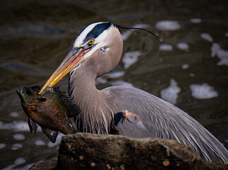 great blue heron
