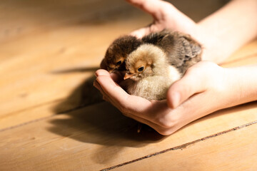 Cute little tiny newborn baby chicks in hands of child. Communication of kids with animals, animal...