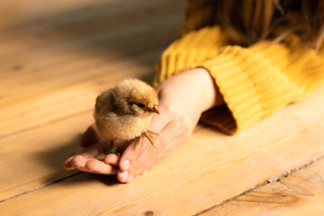 Cute little tiny newborn baby chick in hands of child. Communication of child with animals, animal...