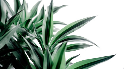 Fototapeta premium Green grass border, isolated transparent background, green decor, flowers, Generative AI