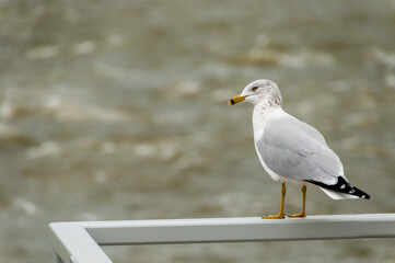 Herring Gull Perched On A Railing By The River