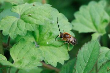 葉の上で休むアブ