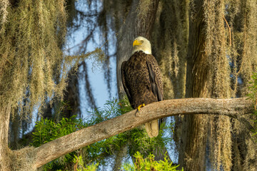 American Bald Eagle Perched in Cypress Tree