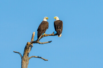 two American Bald Eagles Perched on dead tree