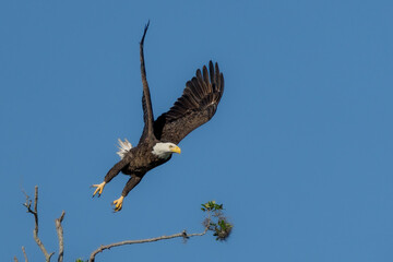 American Bald Eagle on Takeoff