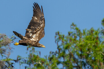 Juvenile American Bald Eagle DIving