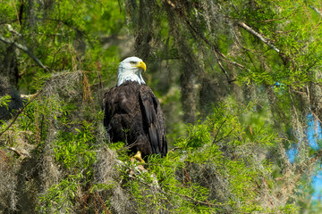 American Bald Eagle  - Powered by Adobe