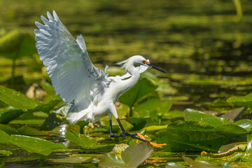 Snowy Egret (Egretta thula) Landing in lake