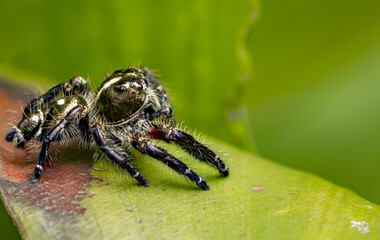A jumper spider photographed on dry leaves and the floor in a city park