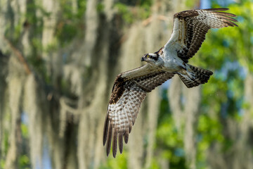 Osprey 