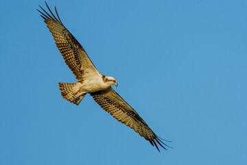 Osprey 