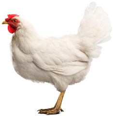 Big organic roaming natural white and village chicken