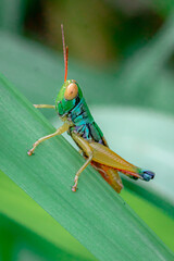 Caryanda spuria, short-horned grasshopper perched on green grass