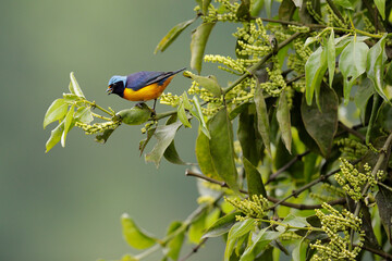 Elegant Euphonia