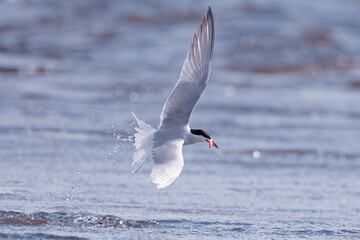Common tern flying with a tiny smelt fish in its peak that was freshly caught at the end of April in Western Finland.