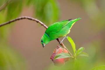 Golden-browed Chlorophonia