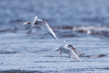 Common terns competing in fishing tiny fish on a lake at the end of April in Western Finland.