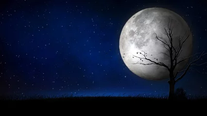 Washable wall murals Full moon and trees Full Moon Night Sky Silhouette features a starry night sky with a full moon and a dead tree and grass silhouette with birds flying.