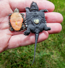 Comparison of a hatchling eastern painted turtle and a common snapping turtle 