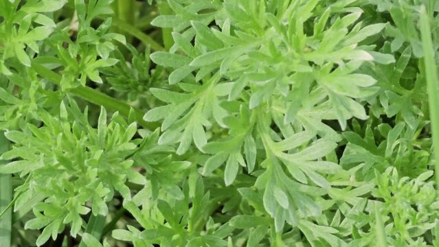 Wormwood Artemisia absinthium.  Wormwood branch, leaves and wormwood flowers. Cosmetics and medical plant. 
