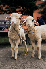 Cute baby sheep lambs in the park