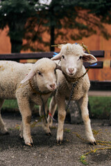 Obraz premium Cute baby sheep lambs in the park