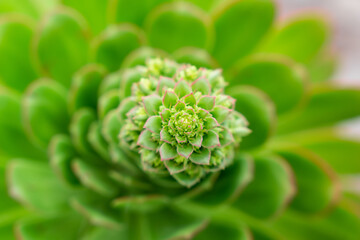 planta geometrica