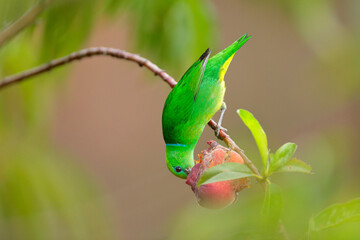 Golden-browed Chlorophonia