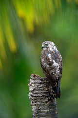 Gray Hawk