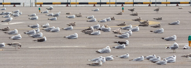 Flock of seagulls is resting on the roof. Wide panorama image. © Maxim Kukurund
