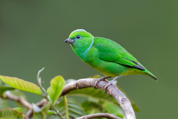 Golden-browed Chlorophonia