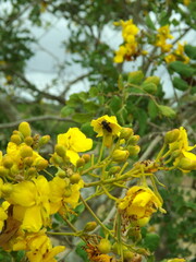 Arapuá em Flor de Catingueira 