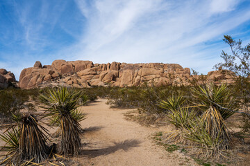 Joshua Tree Landscape