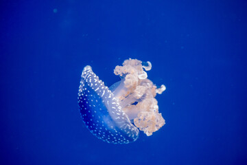 Fried egg (Cotylorhiza tuberculata) jellyfish