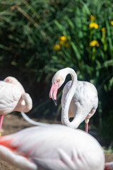 A flamboyance, group of flamingoes (Flamingos) wading shore birds