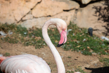 A group of flamingos, called flamboyance