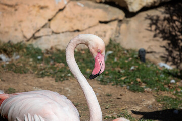 A group of flamingos, called flamboyance