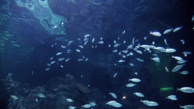 View in zoo of lots of fishes swimming in aquarium fish tank. Abstract underwater background or backdrop